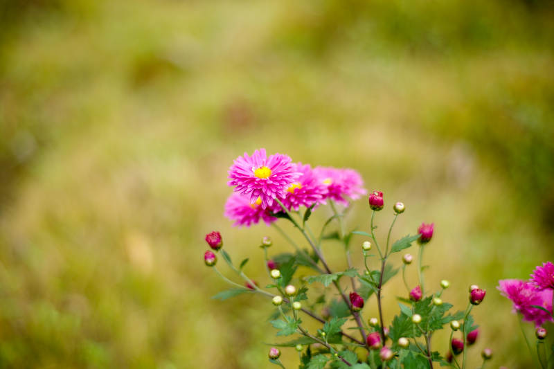 粉菊绽放绿野间图片