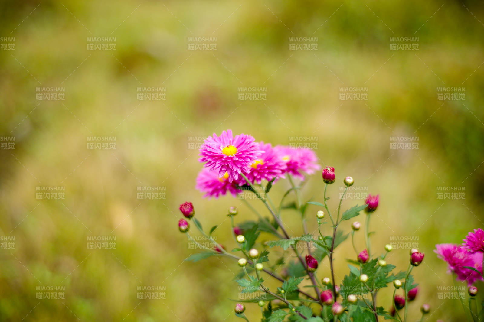 粉菊绽放绿野间图片