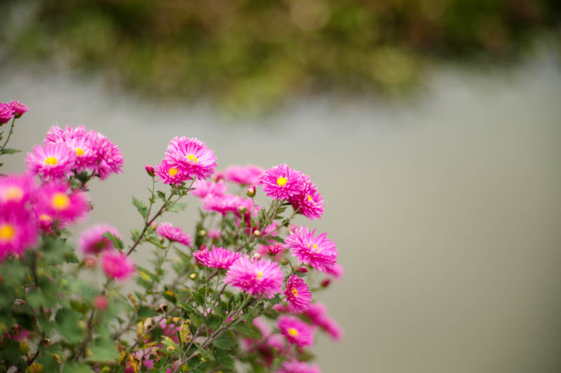 粉菊映水图片