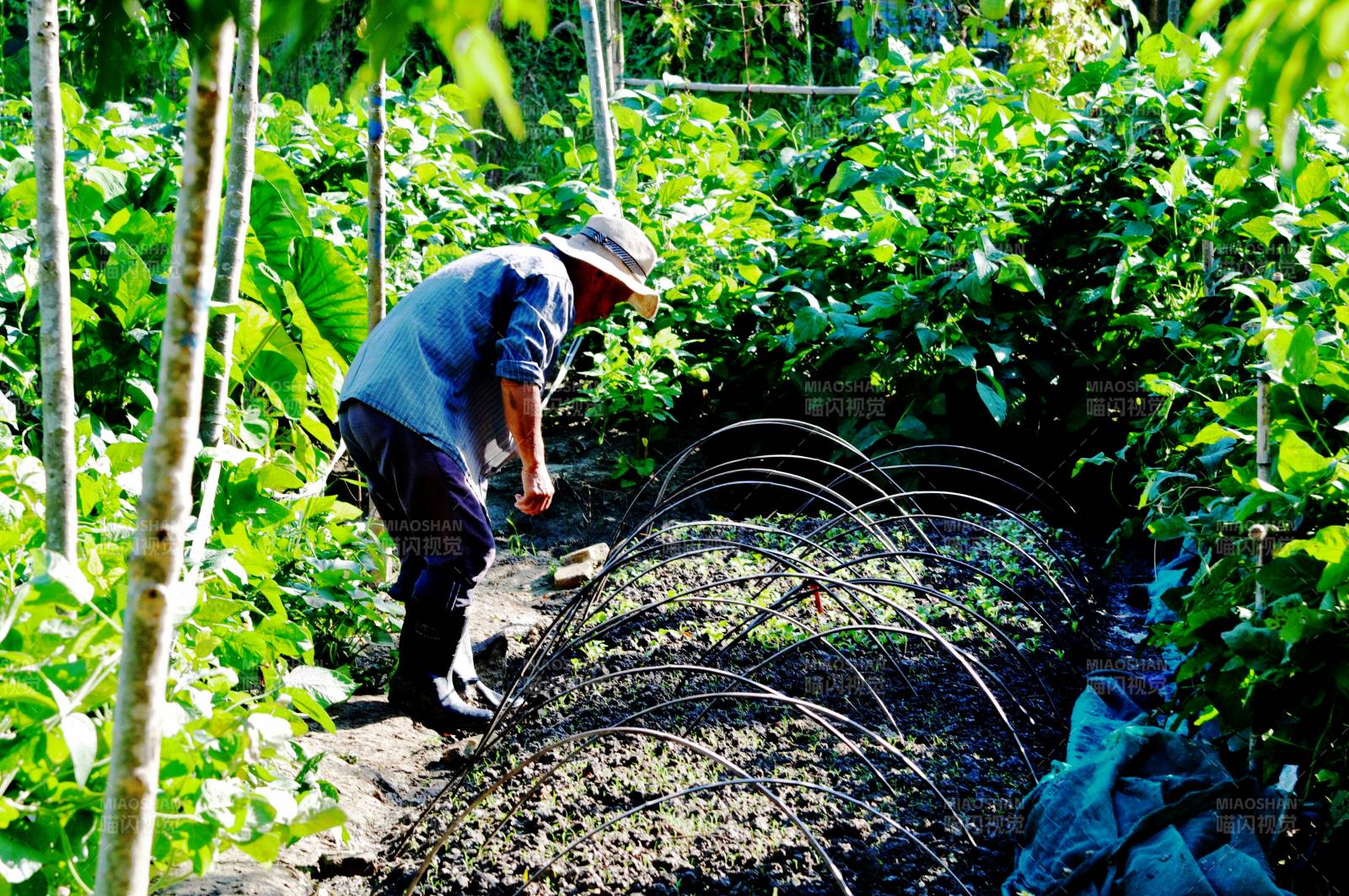 农夫在菜园劳作图片