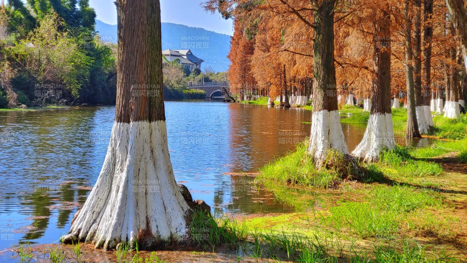 湖畔秋色落羽红杉林树影图片