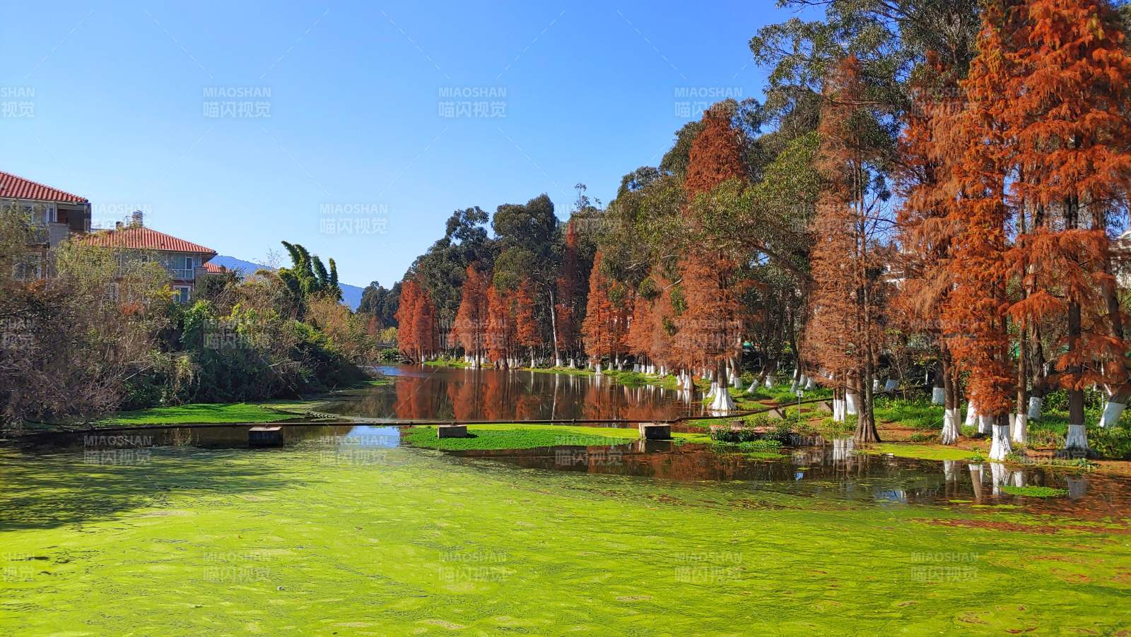 秋日红色落羽杉树映碧水图片
