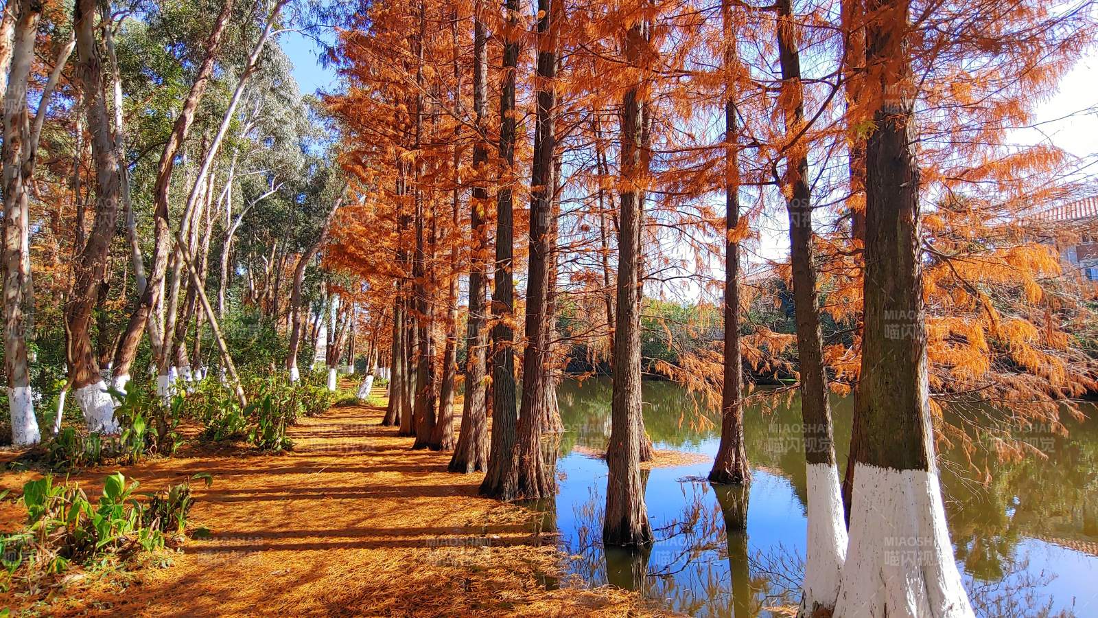 秋日落羽红杉林美景图片