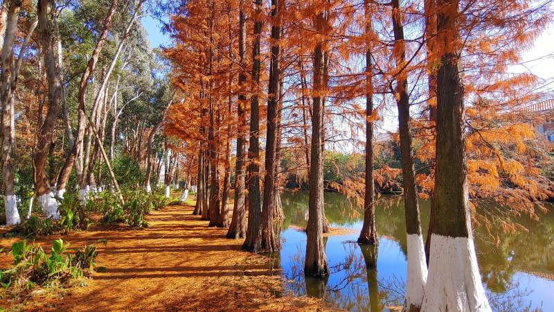 秋日落羽红杉林美景图片
