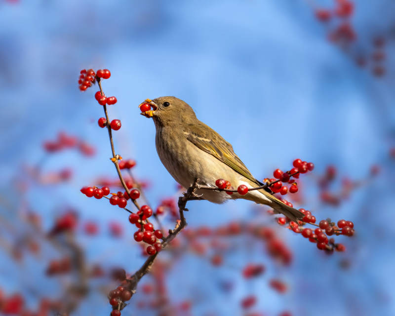 小鸟啄食红果图片