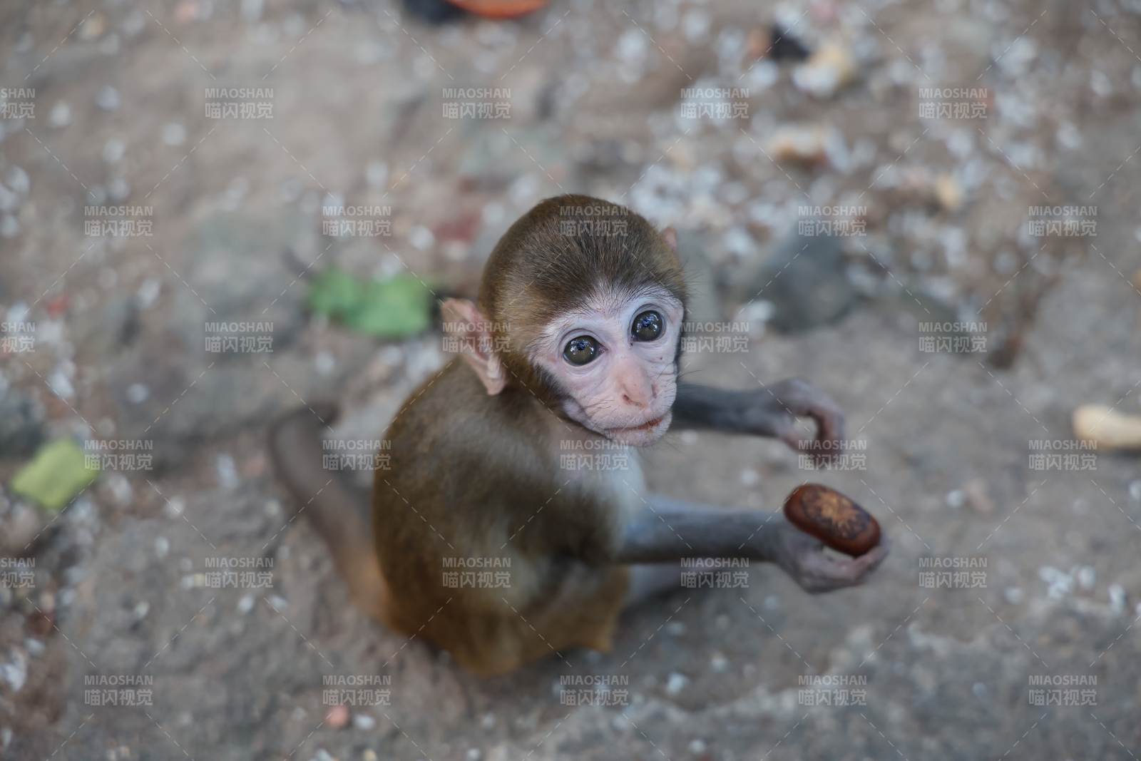 小猴手捧坚果图片