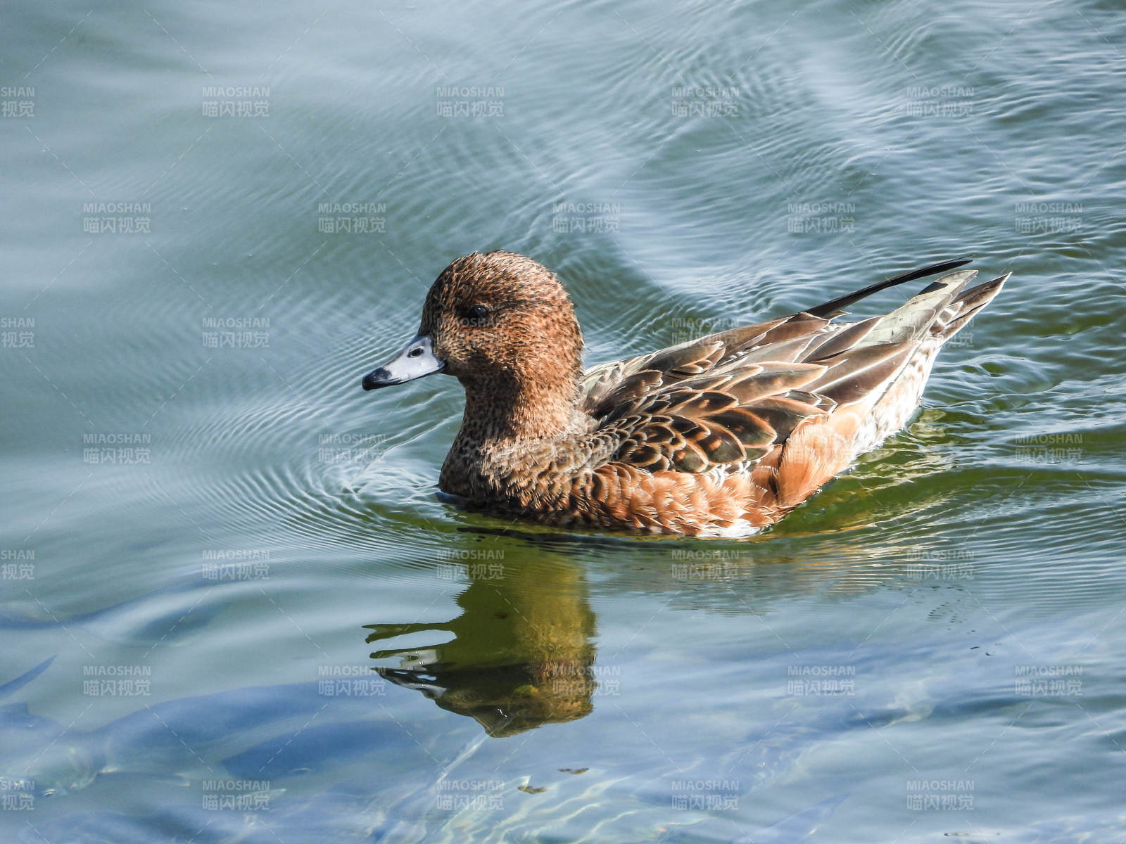 水鸭悠游湖面图片
