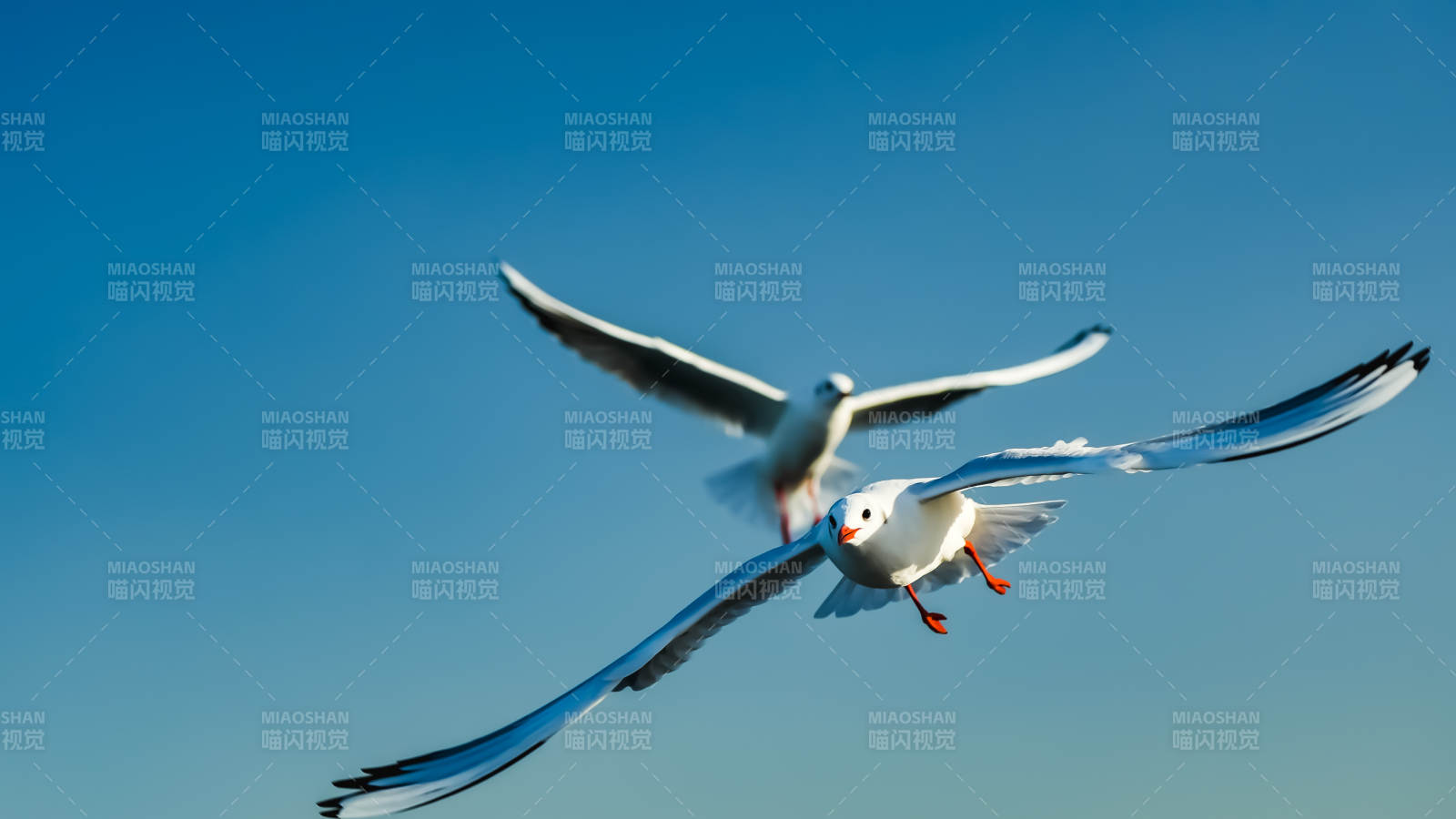 双鸥翱翔蓝天图片