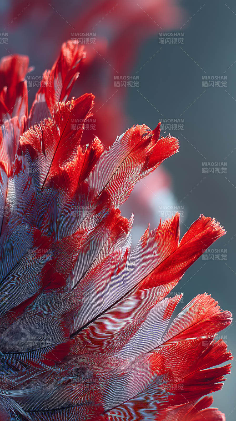 红色羽毛细节展现美丽色彩图片