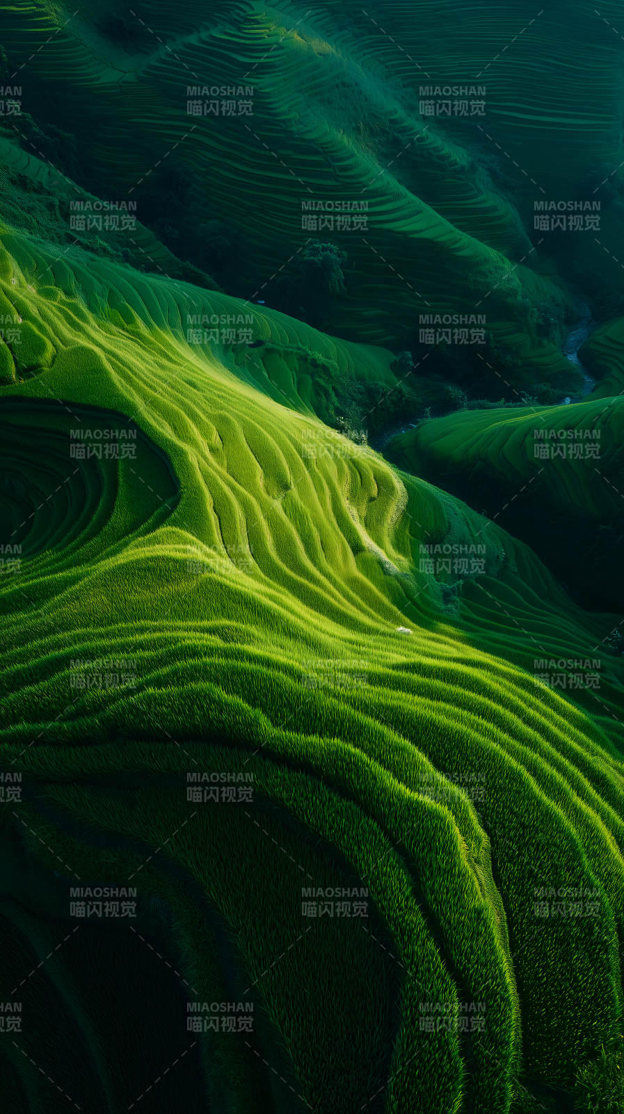 翠绿梯田山峦晨曦光影交织图片