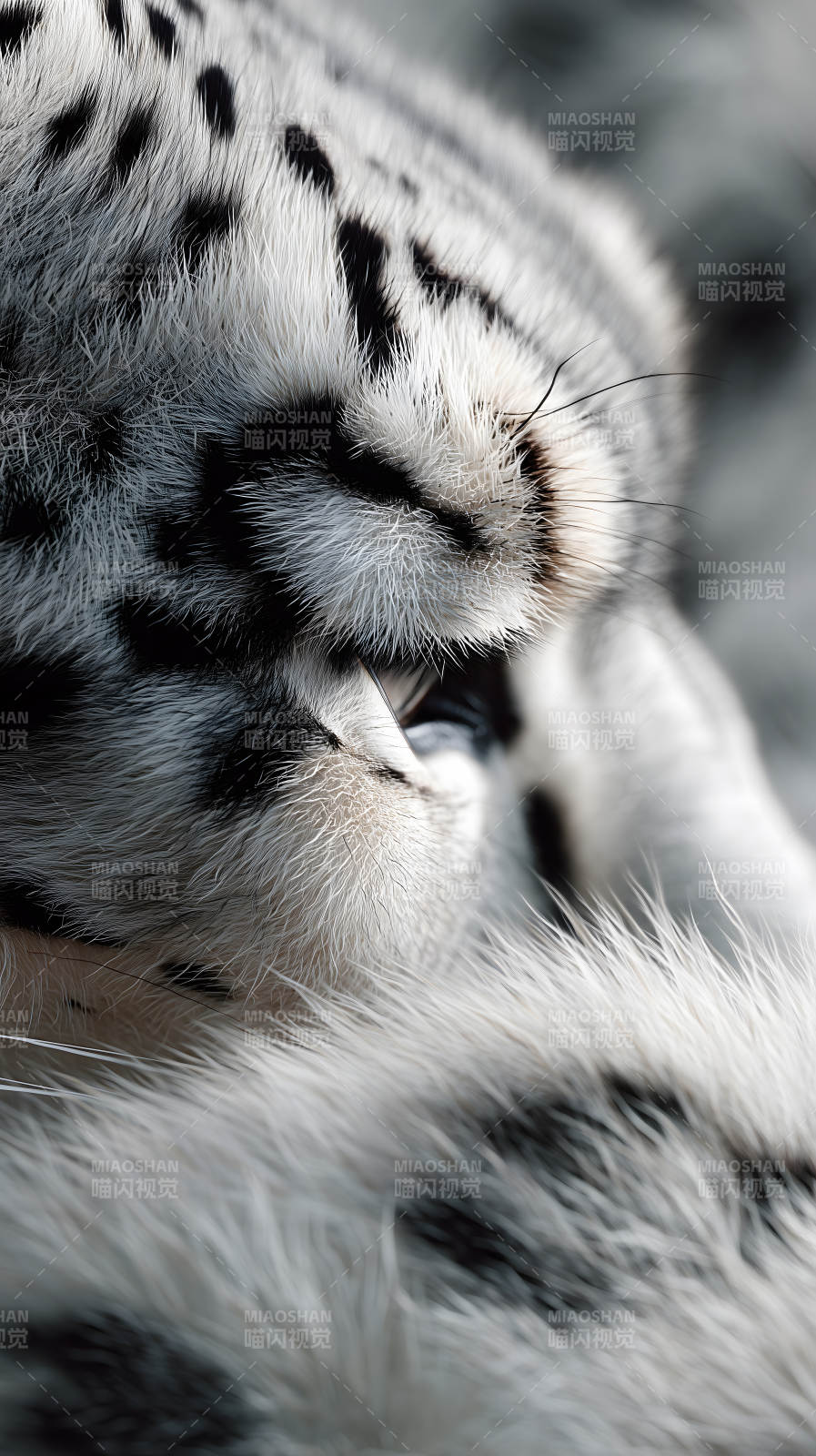 雪豹特写毛发细腻眼睛半闭图片