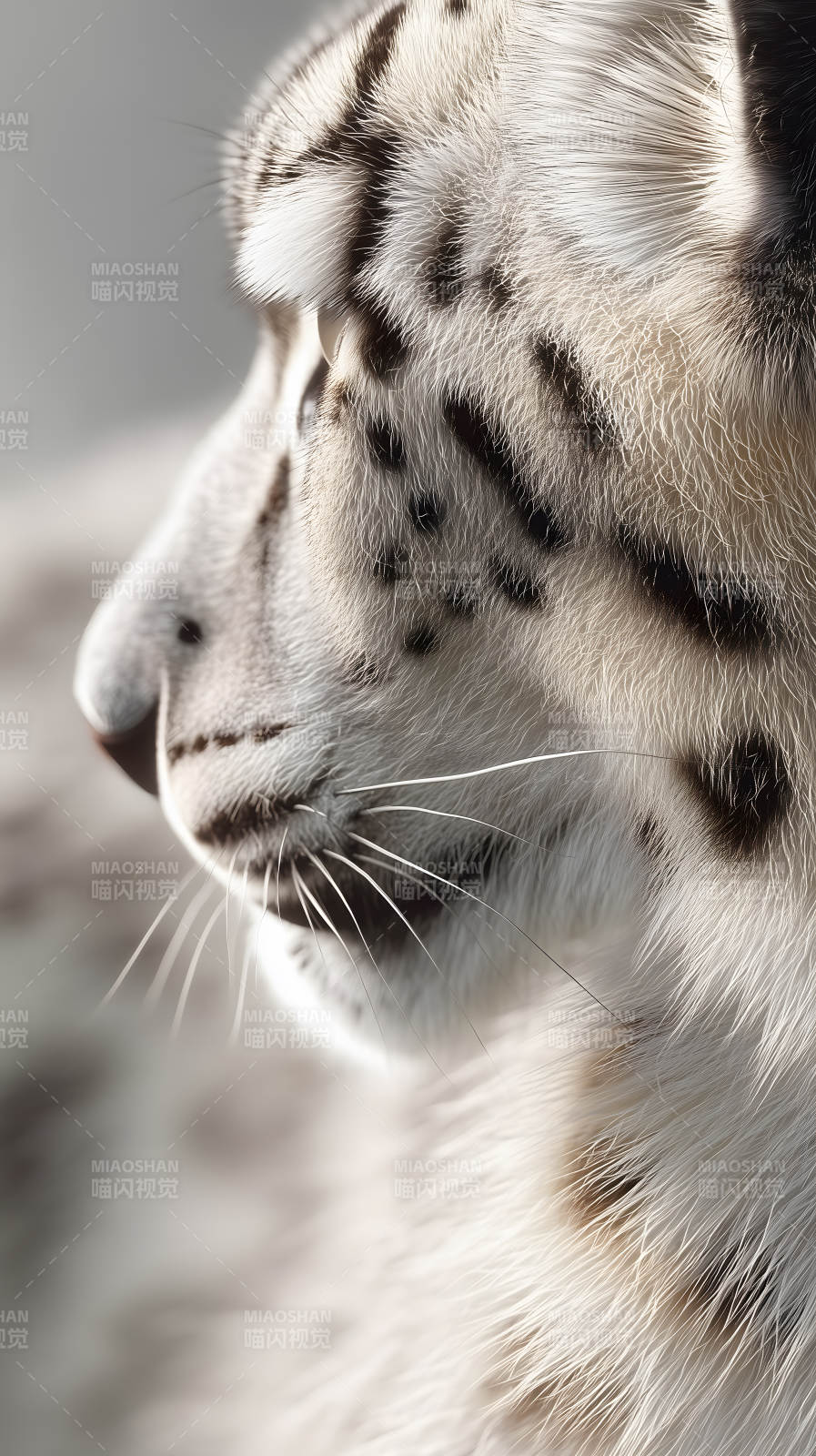 雪豹侧面特写毛发细腻质感极佳图片
