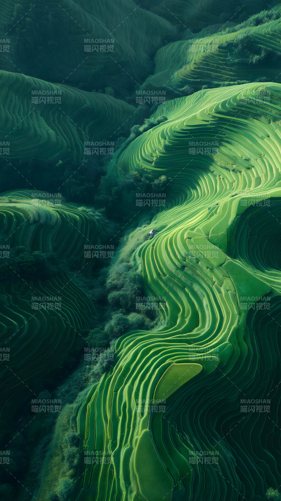 梯田山脉绿意盎然生机勃勃图片