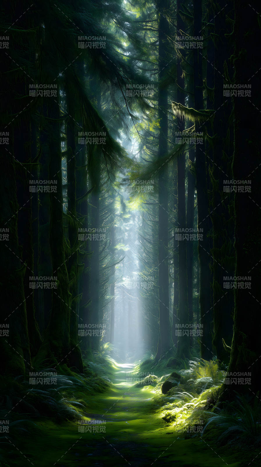 幽深森林光线穿透树林路径图片