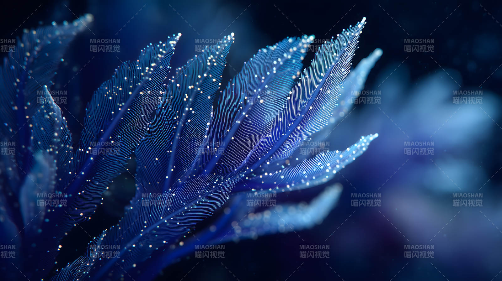 深海蓝羽晶莹剔透图片