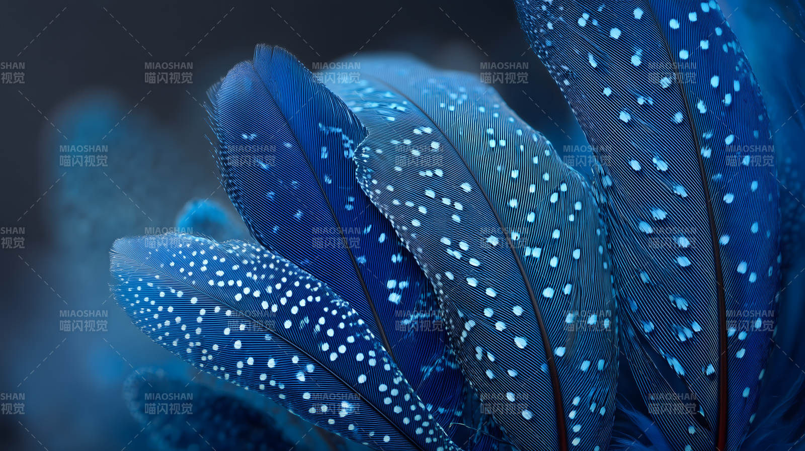 蓝羽点缀深邃静谧图片