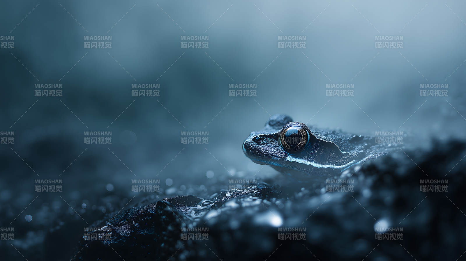 幽暗环境中的青蛙图片