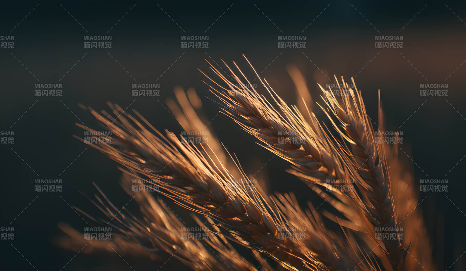 金色麦穗在夕阳下图片