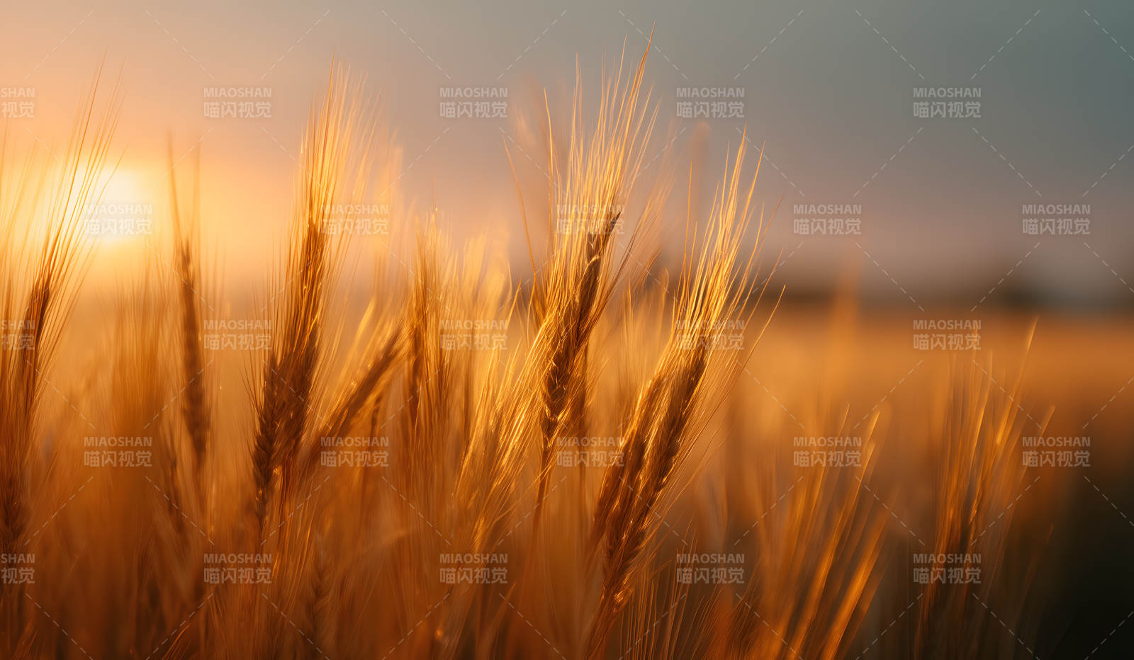 金黄麦浪夕阳下图片