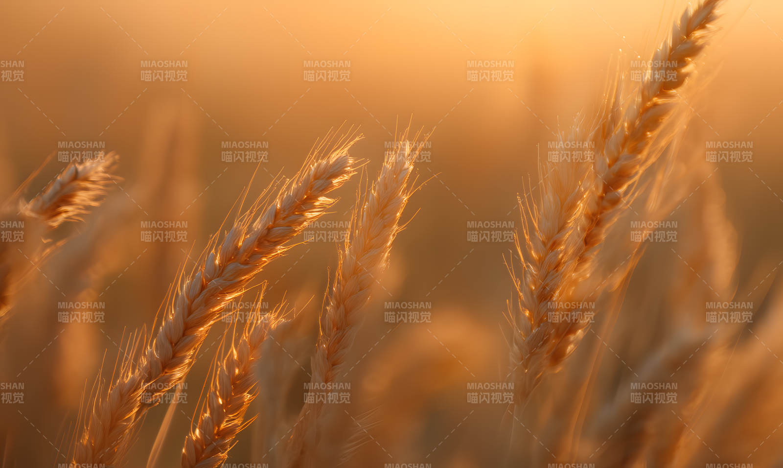 金色麦穗在夕阳下图片