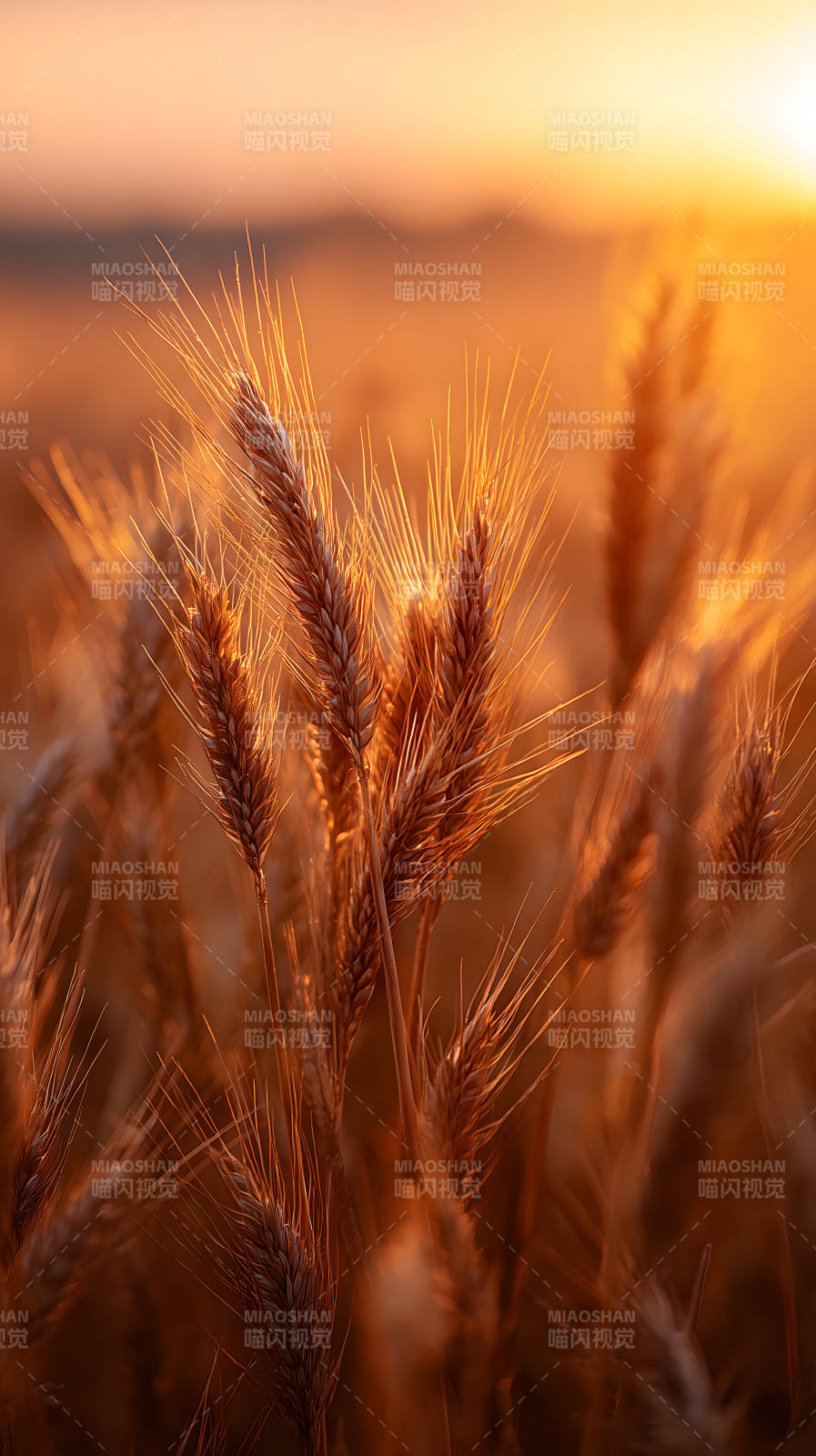 金色麦田的日落余晖图片