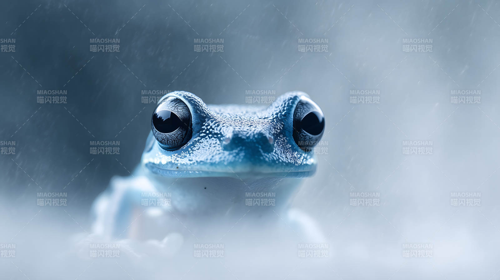 雨中青蛙的凝视图片