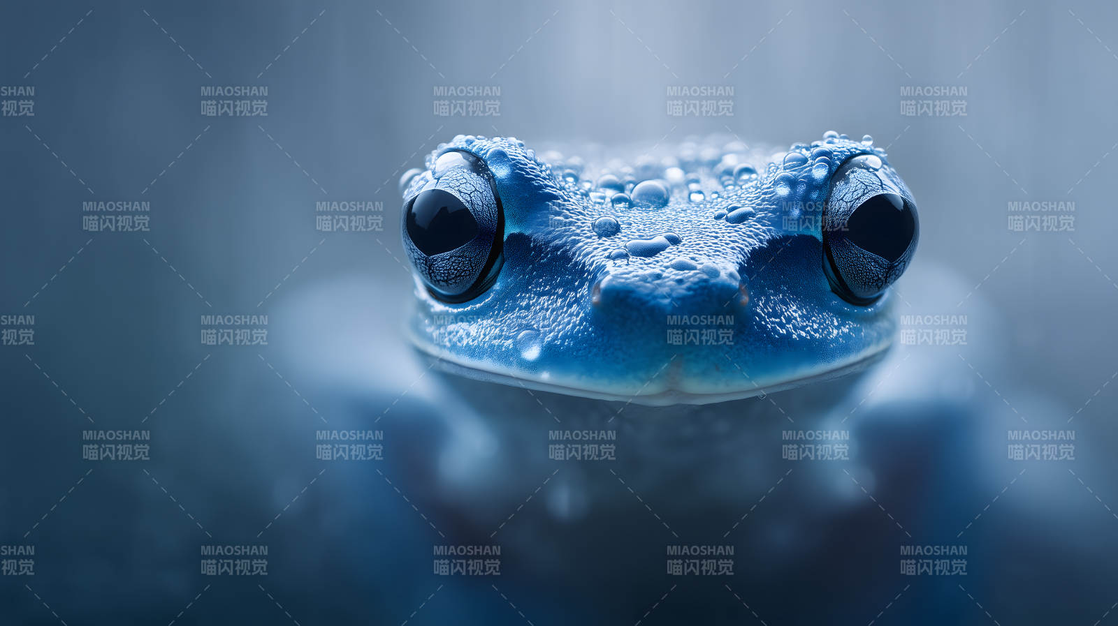 晶莹剔透的蓝色青蛙图片