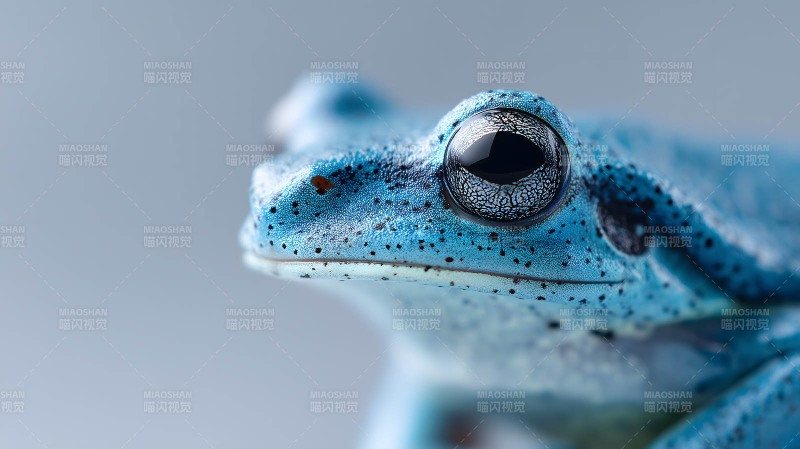 令人惊叹的蓝色树蛙特写图片