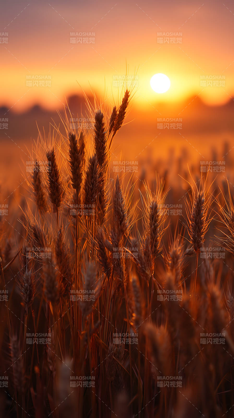 金色麦田的日落景象图片