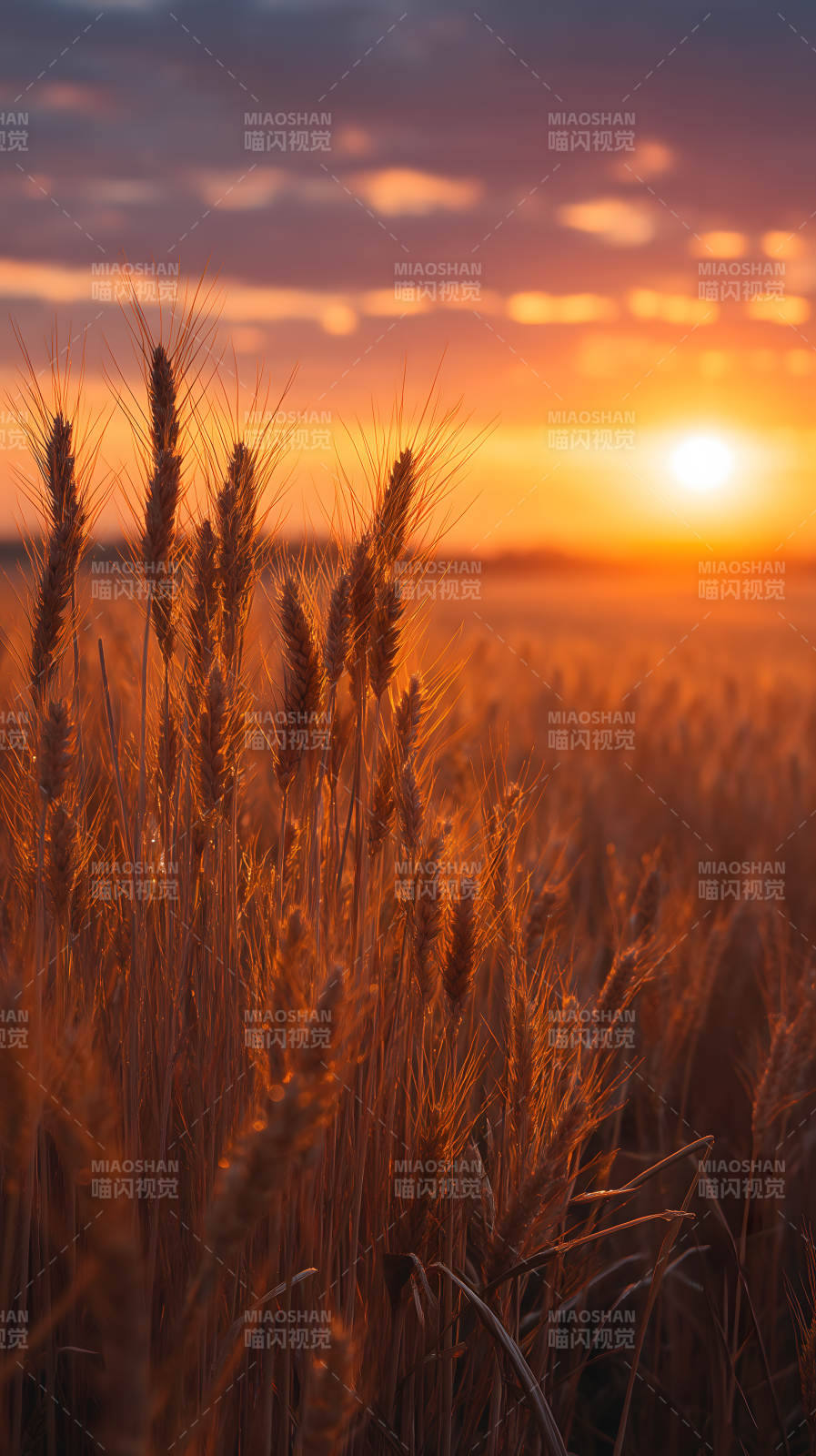 麦浪金黄夕阳西下图片