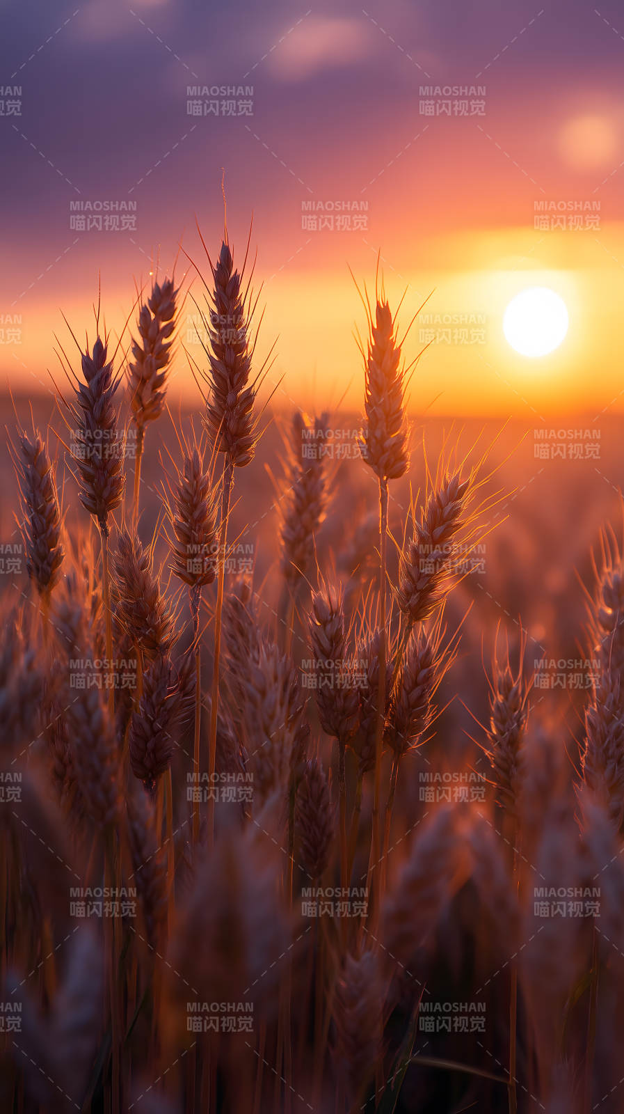 金色的麦田与落日余晖图片