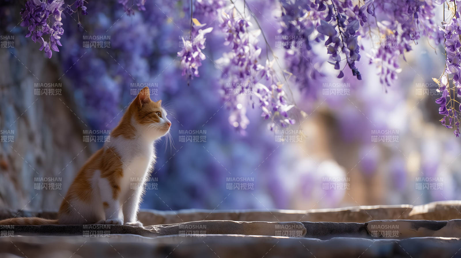 紫藤花下的小猫咪图片