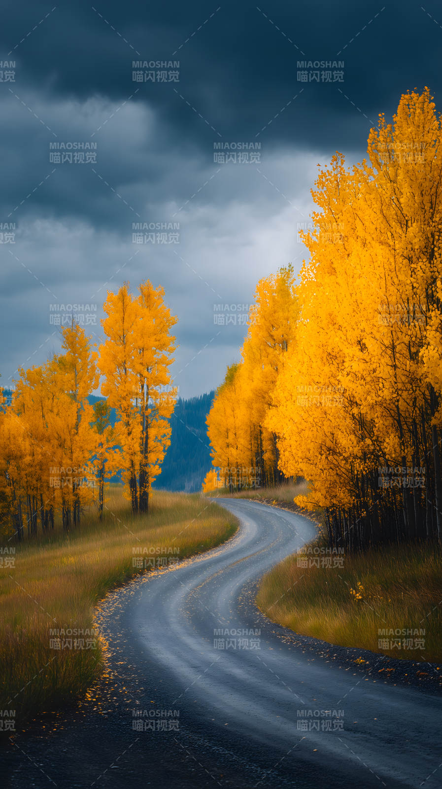 秋日公路与金黄树林图片