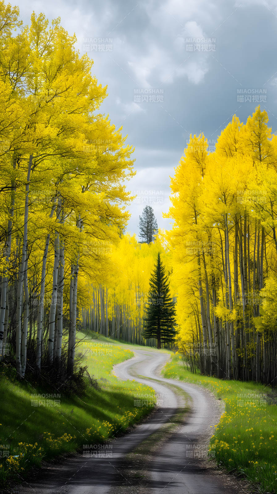 秋日金黄的林间小路图片