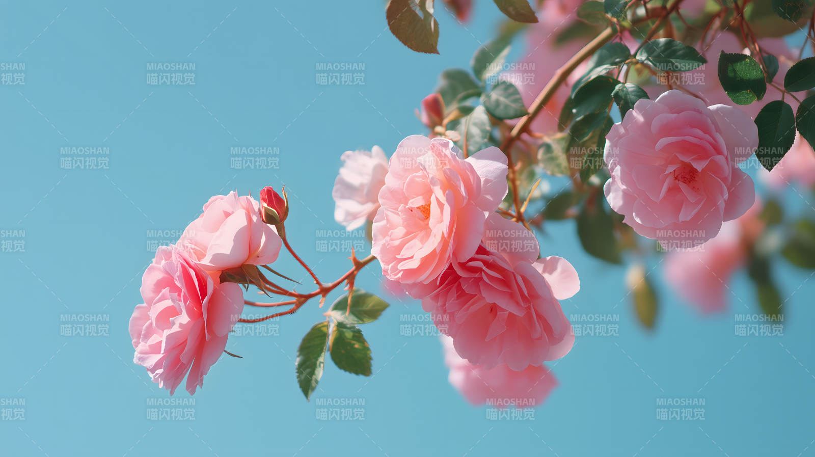 粉嫩玫瑰花在蓝天图片