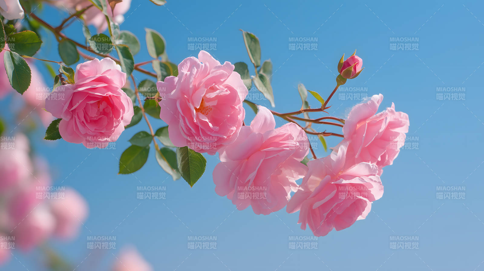 粉嫩玫瑰花枝招展图片