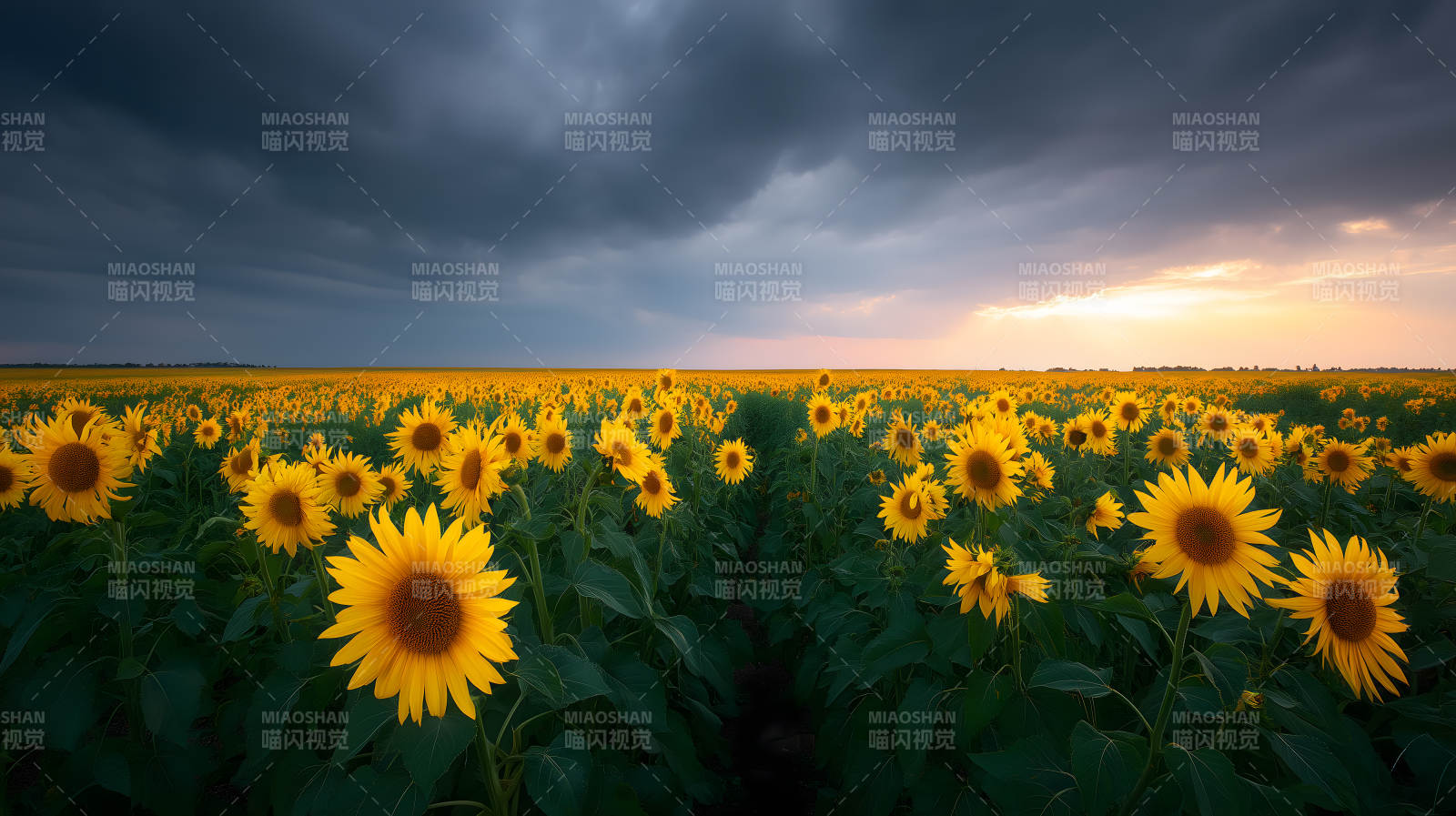 暴风雨来临前的向日葵田图片