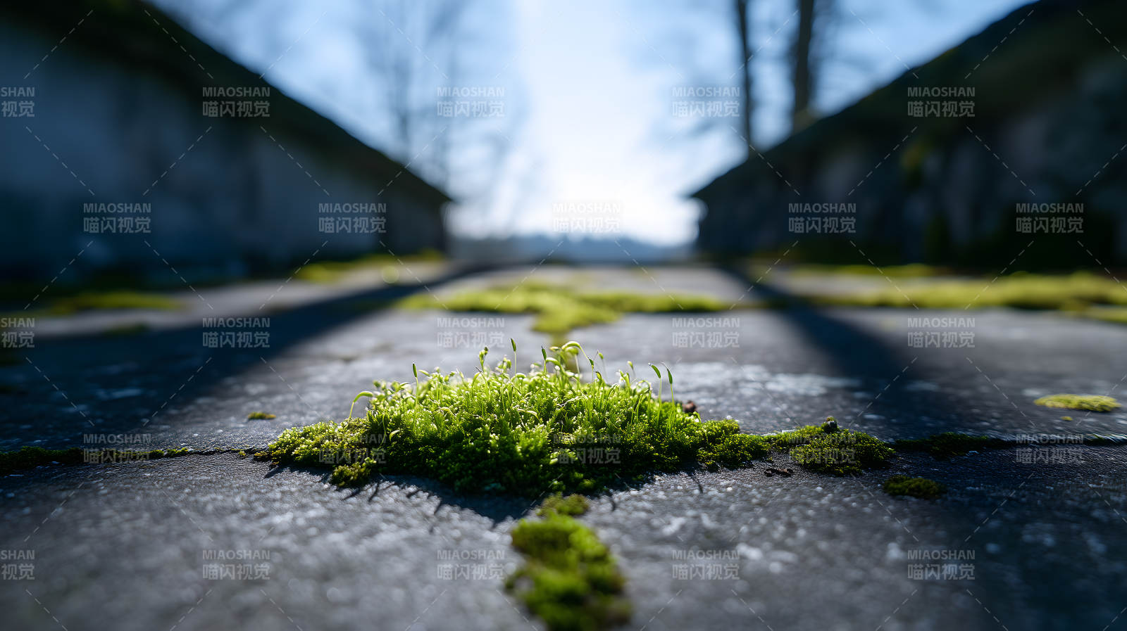 顽强生命力的小绿芽图片