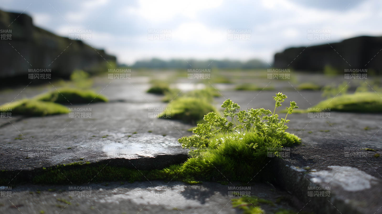 顽强的生命力图片