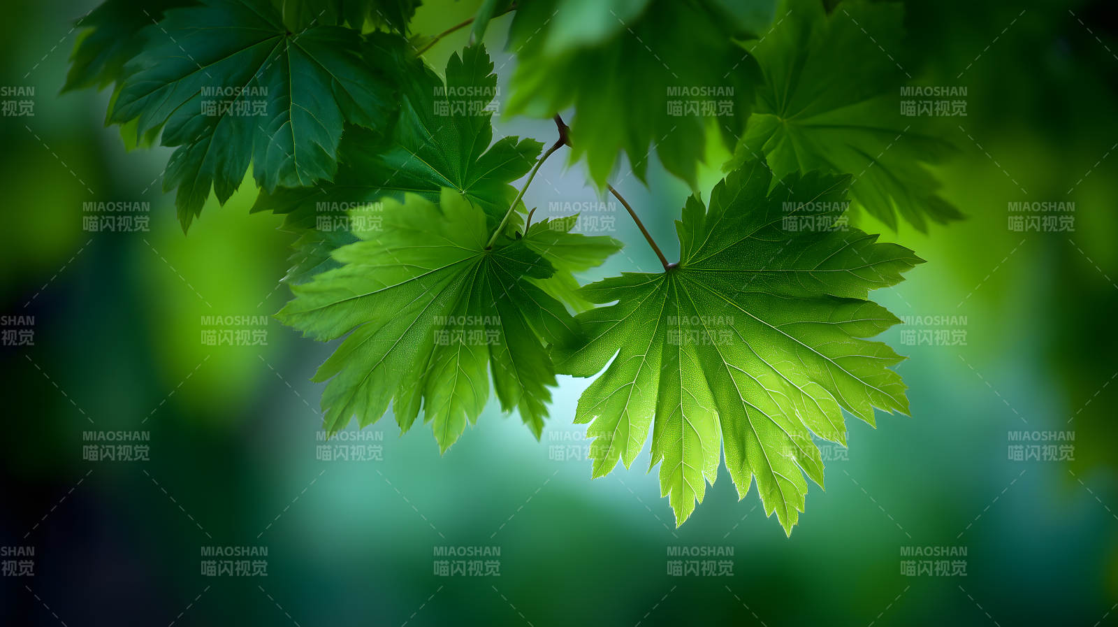 春日里绿叶的清新图片