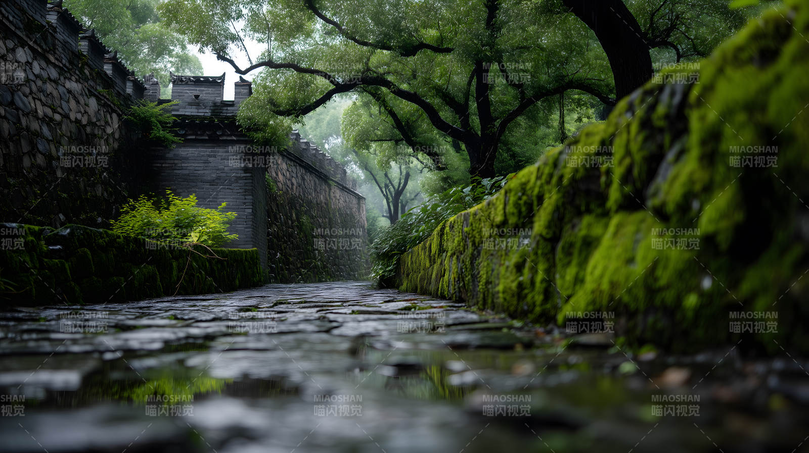青苔古道雨后景图片