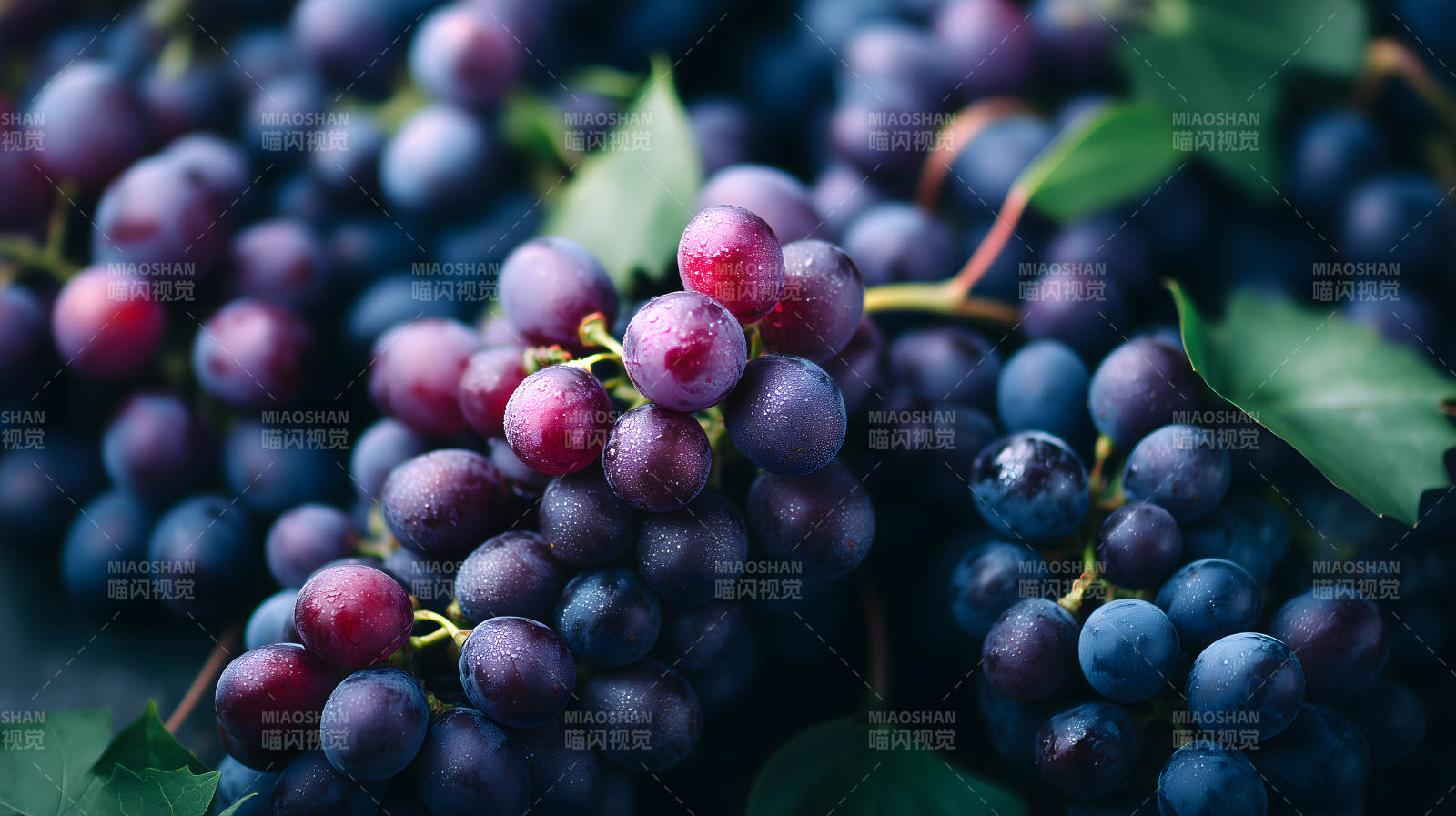 新鲜欲滴的紫葡萄图片