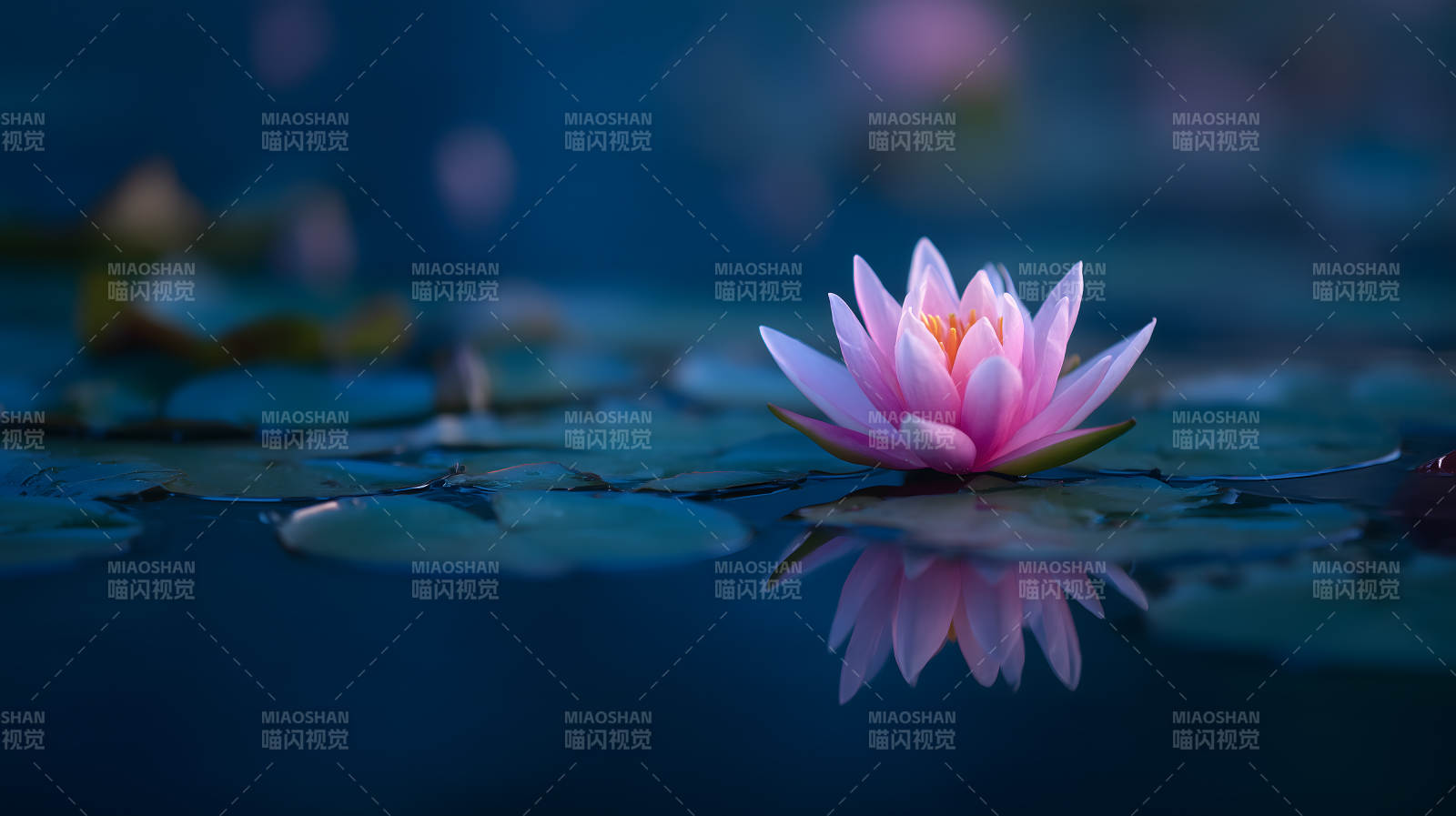 宁静祥和的睡莲绽放图片