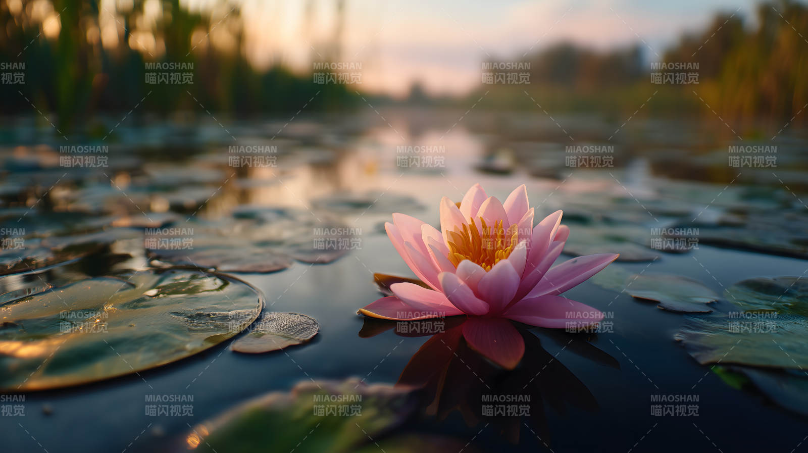 宁静祥和的睡莲之美图片