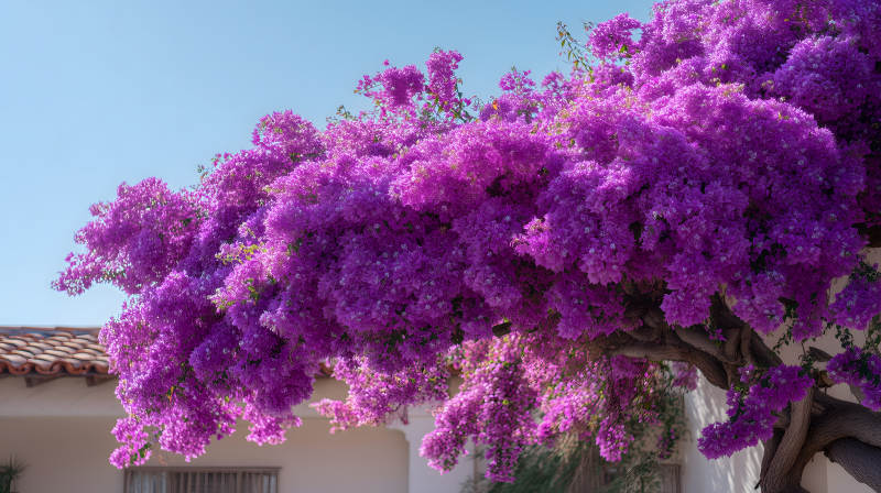 紫色的花树盛开在阳光下图片