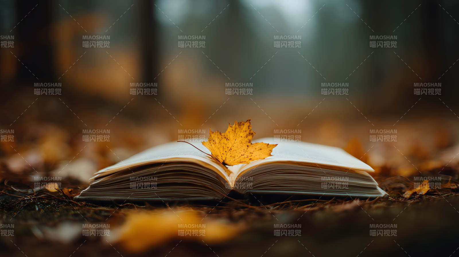 秋叶与书的静谧时光图片