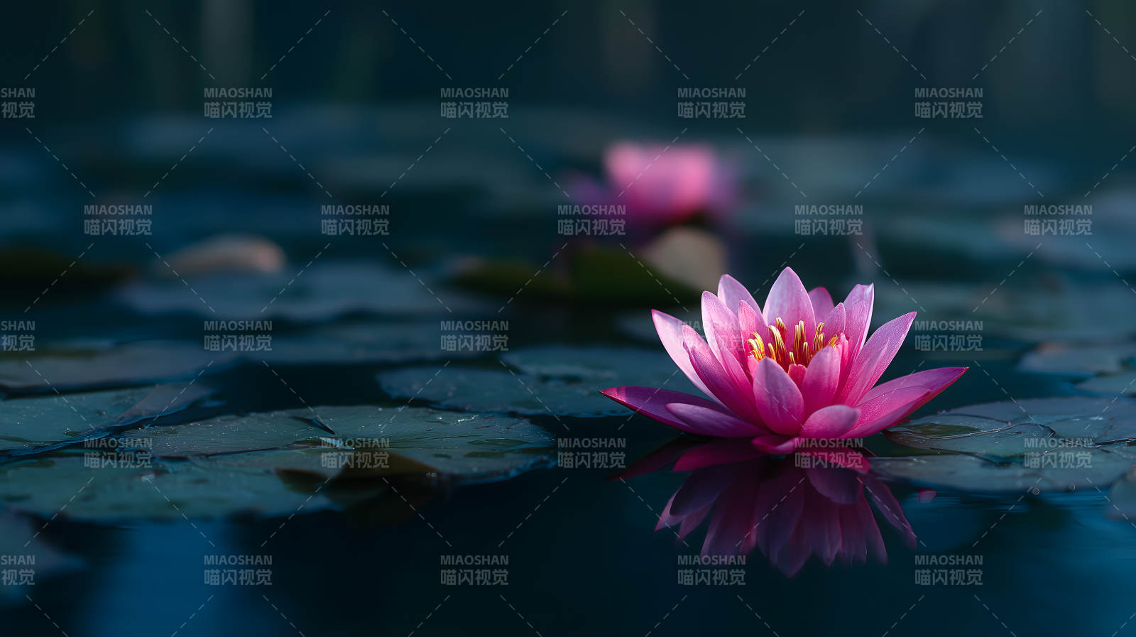 宁静祥和的睡莲池塘图片