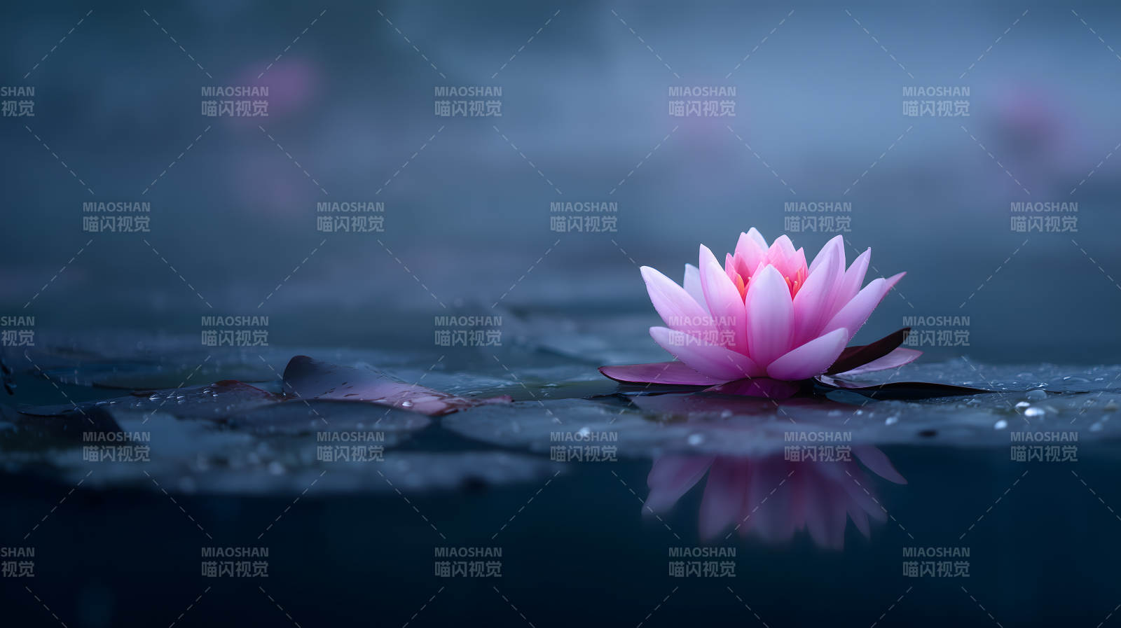 宁静祥和的睡莲盛开图片