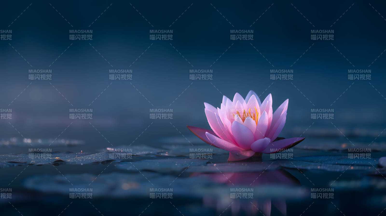 宁静祥和的睡莲盛开图片