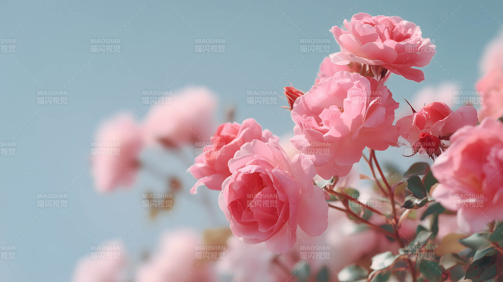 春日粉红玫瑰花丛图片